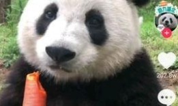 吃瓜熊猫搞笑视频下载免费,免费下载欢乐无限